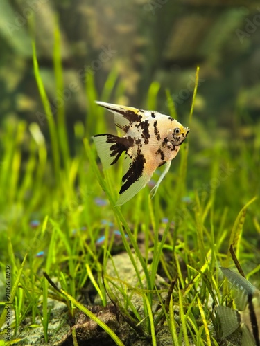 Marbled angelfish gliding through planted aquarium greenery