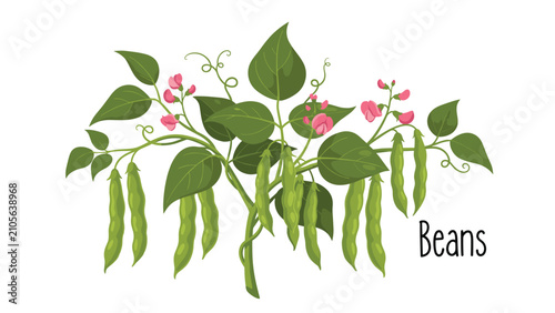 Green bean plant with hanging organic pods, pink flowers, green leaves, and curly vine tendrils on white background.