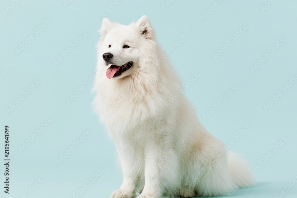 Fototapeta premium The White Samoyed Gracefully Posed in Pastel Blue Studio Backdrop with Joyful Expression