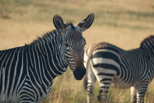 Zebra Portrait in African Grassland with Herd in Background