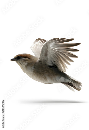 Small brown bird in flight ...