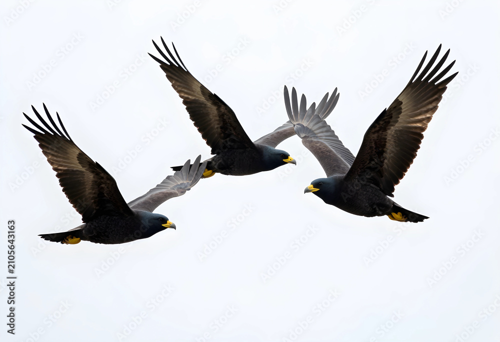 Obraz premium Three black birds with yellow beaks and feet in flight against a bright white background, wildlife and freedom