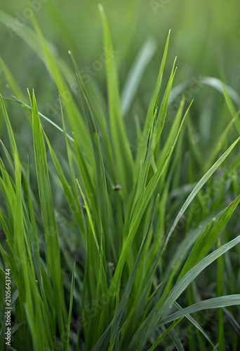 Lush green grass blades in ...