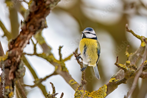 A blue tit at a feeding station (Cyanistes caeruleus)