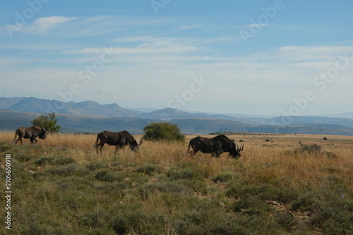 Grazing Wildebeest in Open African Grassland