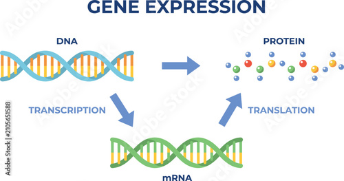 Gene Expression Medical Infographic Vector Illustrating DNA Transcription mRNA Translation and Protein Synthesis Process for Molecular Biology Education