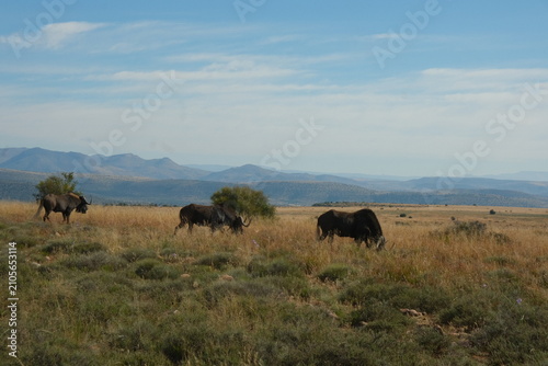 Grazing Wildebeest in African Grassland with Mountain Backdrop