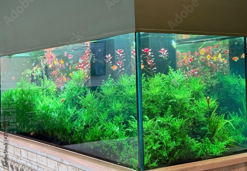 фотографія Fresh water aquarium full of fish and plants