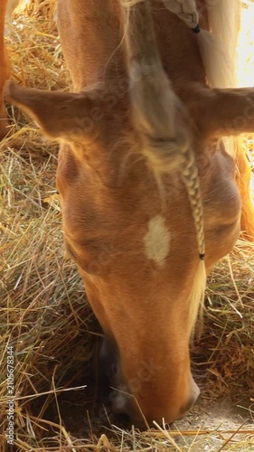 A red horse with braids in its mane eats hay. vertical video