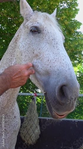 Person calmly interacts with horse outside. vertical video
