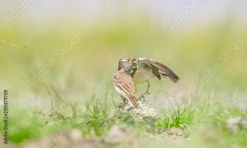 A Western Yellow Wagtail (Motacilla flava) is feeding its chick on the shore of Lake Erçek in Van.