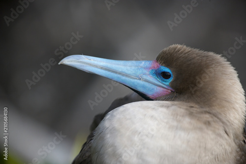 Fotografija Red-footed booby on the Galapagos Islands