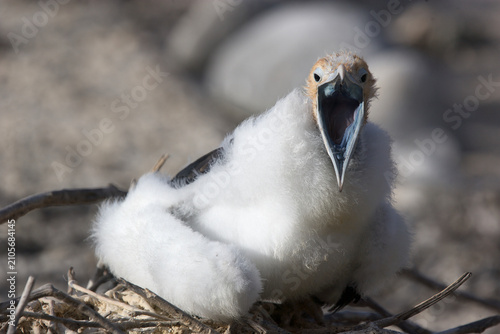Cuadro en lienzo Young Frigatebird squawking on the Galapagos Islands