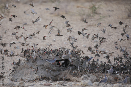 Fotografía Flock of sparrows flying between a safe perch and waterhole in the arid Kalahari