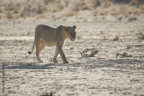 Foto Lioness walking across arid Kalahari Desert