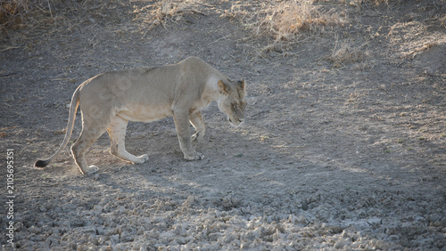 Bild auf Leinwand Lioness walking across arid Kalahari Desert