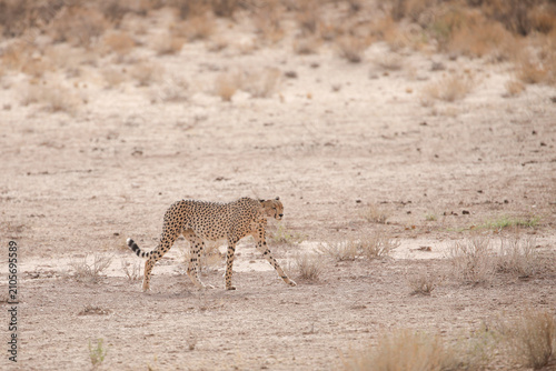 Fast cheetah cat walking across Kalahari Desert sand