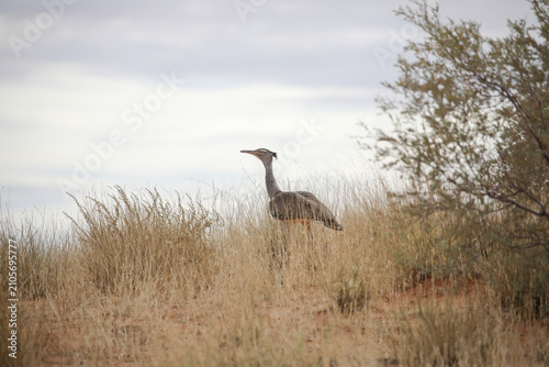 Canvastavla Large kori bustard walking over a red Kalahari sand dune while looking for food