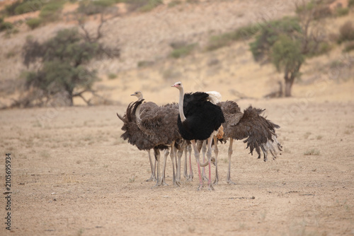 Canvas Print Family of ostriches standing together in dry riverbed in the Kalahari Desert