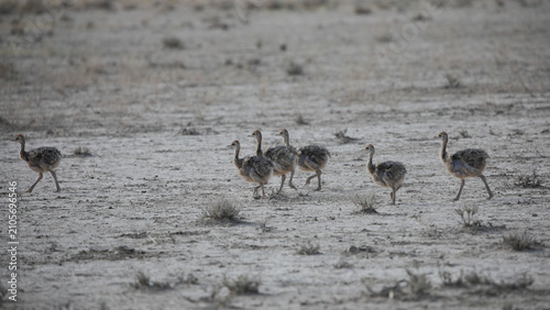 Obraz na płótnie Young ostrich chicks standing together for safety in the arid Kalahari Desert