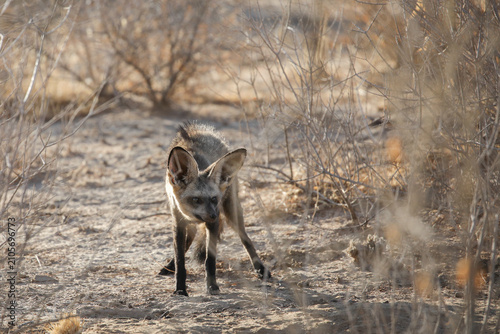 Photography Shy bat-eared fox looking for danger in the arid Kalahari Desert