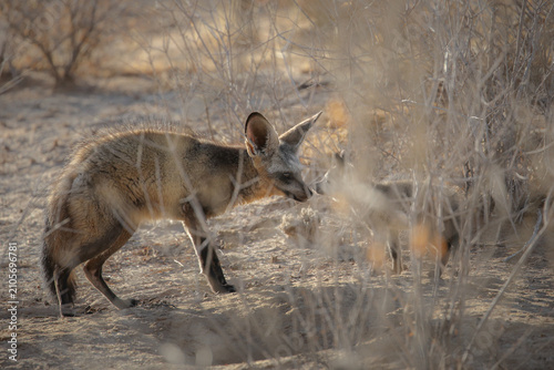 Canvas Print Bat-eared fox family lounging about near their den in the arid Kalahari Desert