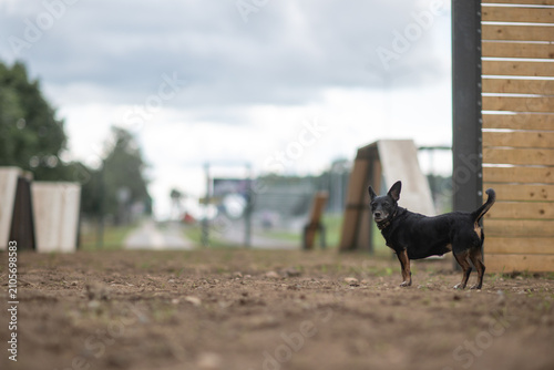 Foto Small black and tan mixed-breed dog with large erect ears standing outdoors on a pebble surface, looking aside