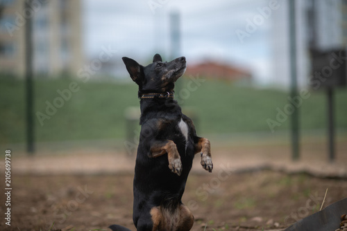 Картината върху платно Small black and tan mixed-breed dog with large erect ears standing outdoors on a pebble surface, looking aside