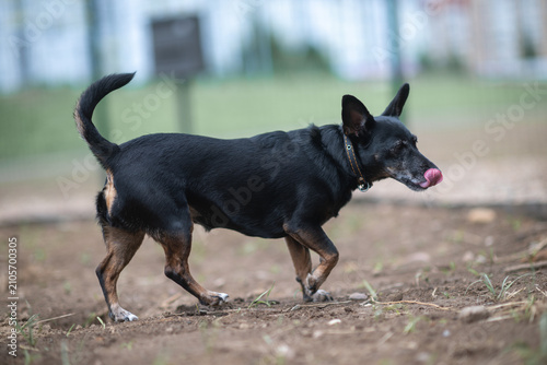 Photos Small black and tan mixed-breed dog with large erect ears standing outdoors on a pebble surface, looking aside