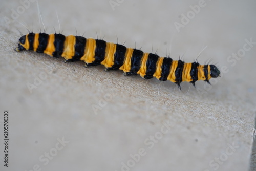 Bright yellow and black striped caterpillar of the cinnabar moth (Tyria jacobaeae) on a ragwort leaf. Caterpillar of the blood bear butterfly. Garbsen, northern Germany.