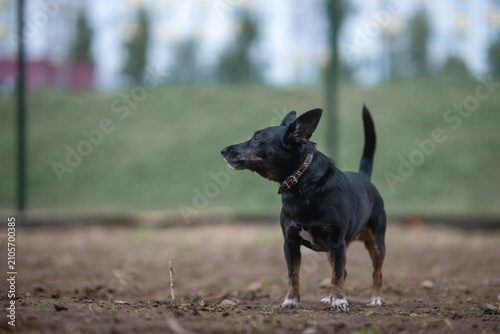 Foto Small black and tan mixed-breed dog with large erect ears standing outdoors on a pebble surface, looking aside