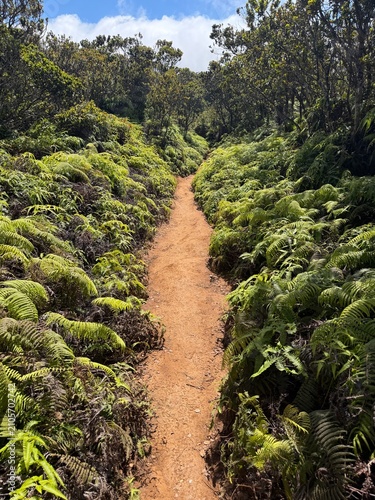 Dirt Trail through Green Ferns