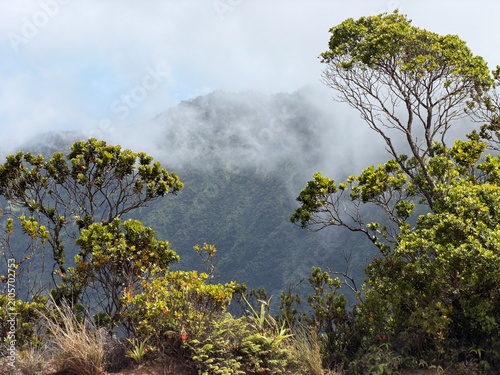 Clouds hiding a lush tropical valley in between two close trees providing natural framing