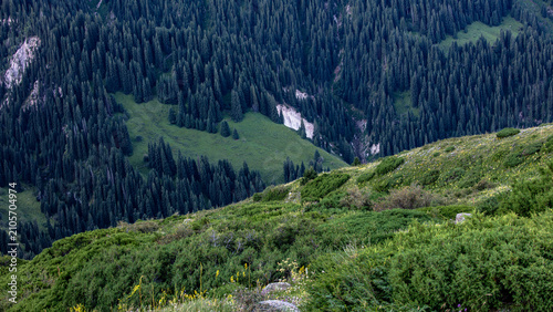 mountain landscape with trees and mountains