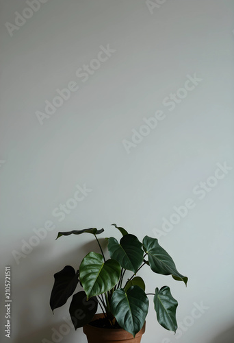 Green houseplant in a terra...
