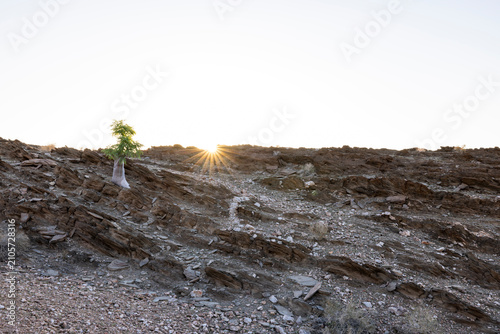 Small moringa tree at sunset
