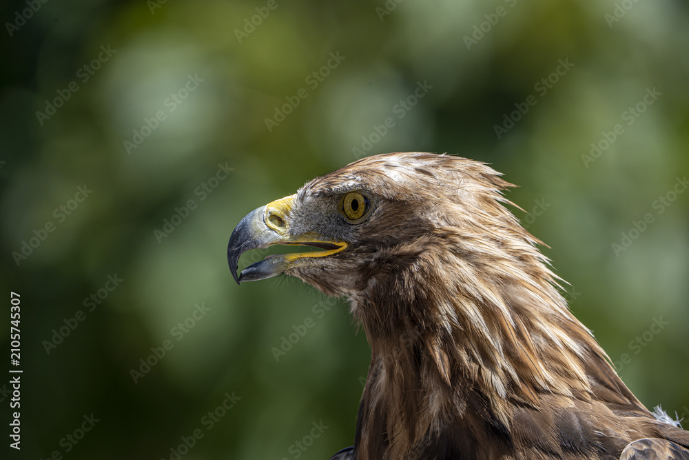Fototapeta premium close up of a eagle