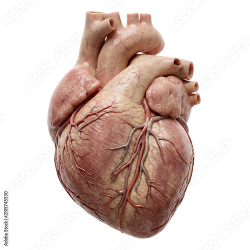 Realistic human heart organ anatomical model with visible veins and arteries isolated on a black background, for medical study