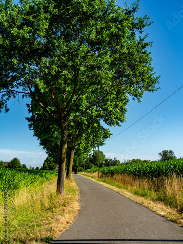 Cuadro en lienzo Scenic asphalt country road stretching between green fields under a line of lush