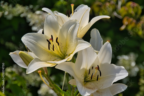 Canvastavla Close-Up of White Lilies Basking in Summer Sunlight