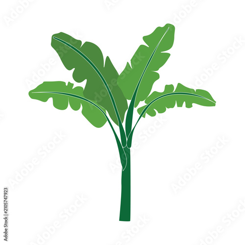 Konstfotografi Tropical banana tree vector illustration, green exotic palm plant with large lea