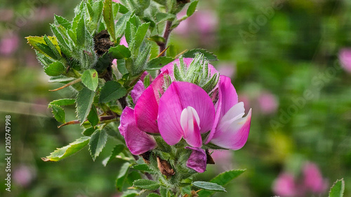Bild auf Leinwand Spiny restharrow blooming with vibrant pink petals