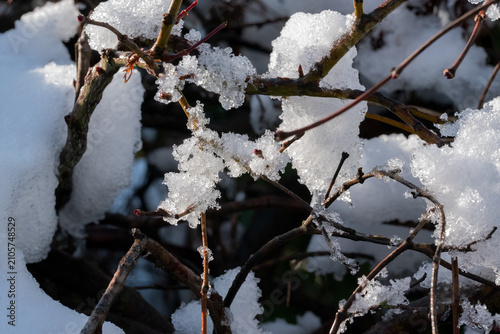 Bild auf Leinwand The delicate beauty of winter as patches of white, crystalline snow cling to the