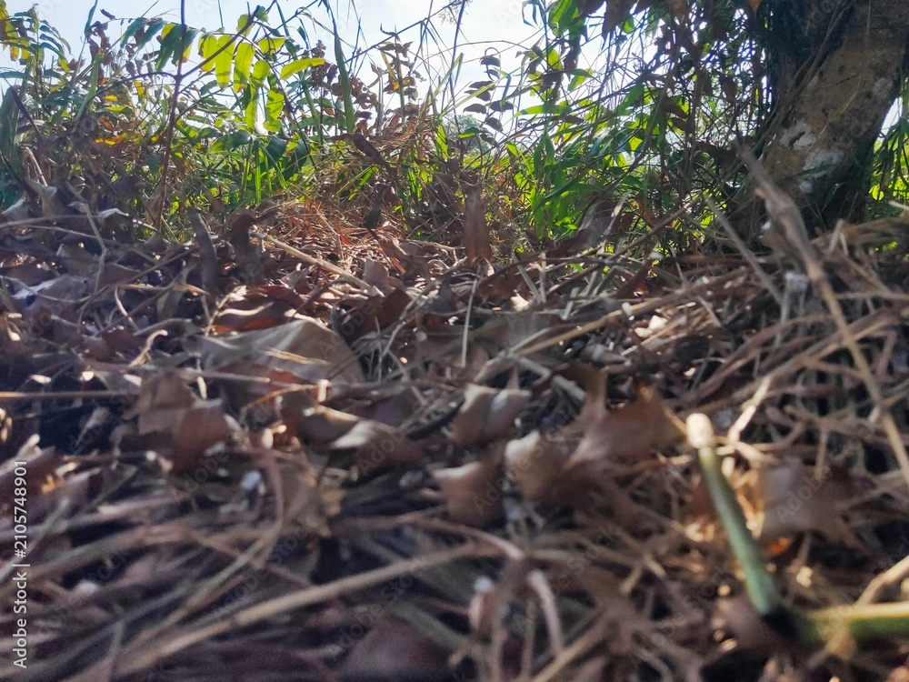 Fototapeta premium bird nest with chicks