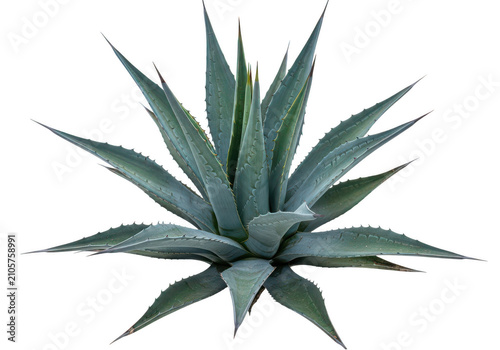 Green agave plant with spiky leaves isolated on transparent background