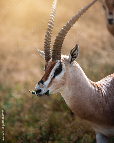 Canvastavla Exploring and Watching Wild Animals in Nature
