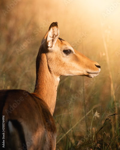 Fotografía Exploring and Watching Wild Animals in Nature