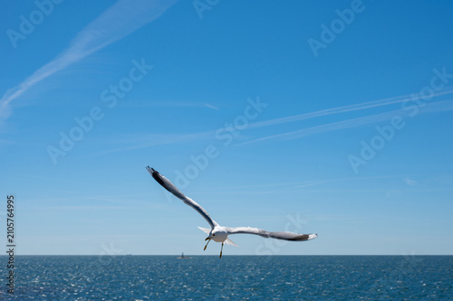 Tableau sur toile A seagull flies over the sea