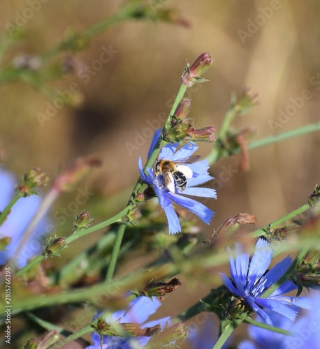 Chicory mining bee on Chicory