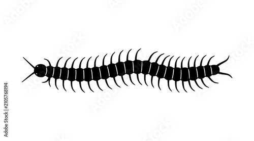 Slika na platnu Black silhouette of a centipede crawling on a white background, isolated